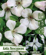 Клематис Алба  Люксурианс  