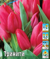 Тюльпан многоцветковый Тринити