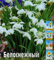 Подснежник Белоснежный 