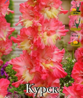 Гладиолус гофрированный Курск