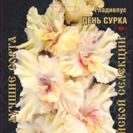 Гладиолус День Сурка 