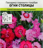 Гвоздика серовато-голубая  огни столицы "Русский Огород"