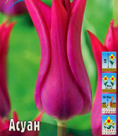 Тюльпан лилиецветные Асуан