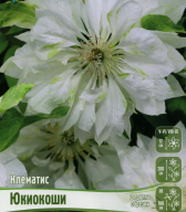 Клематис махровый Юкиокоши 