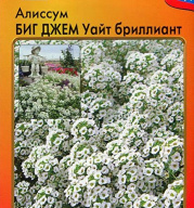 Алиссум Биг Джем Уайт бриллиант  "Русский Огород"