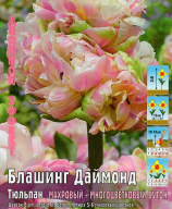 Тюльпан махровый + многоцветковый Блашинг Даймонд