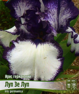 Ирис германский Луп Зе Луп 