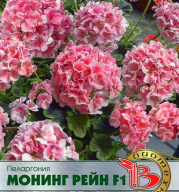 Пеларгония Монинг Рейн F1 "Биотехника"
