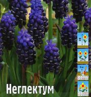 Мускари Неглектум 