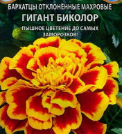 Бархатцы гигант Биколор "Premium seeds"