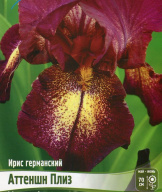 Ирис германский Аттеншн Плиз
