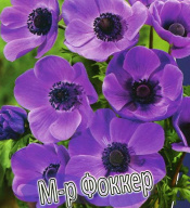 Анемона корончатая  мистер Фоккер