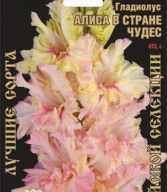 Гладиолус Алиса в стране чудес