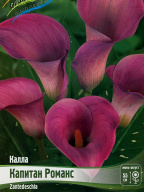 Калла Капитан  Романс