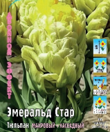 Тюльпан махровый + каскадный Эмеральд Стар