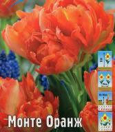 Тюльпан махровый Монте Оранж