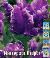 Тюльпан попугайный  Мистериос Пэррот 