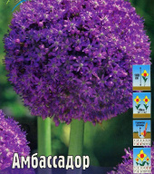 Лук декоративный Амбассадор 