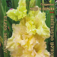 Гладиолус Чудо в Перьях