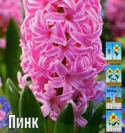 Гиацинт Пинк