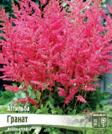 Астильба Гранат