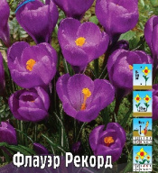 Крокус крупноцветковый  Флауэр Рекорд 