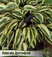 Хоста Лейксайд Драгонфлай 