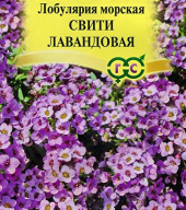 Лобулярия морская Фиолетовая королева "Гавриш"