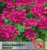 Пеларгония Мультиблум виолет "Биотехника"
