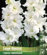 Гладиолус гофрированный Сноуи фриззлс 