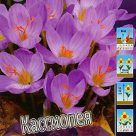 Крокус осеннецветущий Кассиопея 