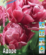 Тюльпан густомахровый + многоцветковый Адоре, 
