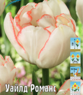 Тюльпан махровый Уайлд Романс 