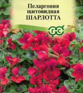 Пеларгония щитовидная Шарлота "Гавриш" 