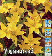 Тюльпан низкорослый Урумийский