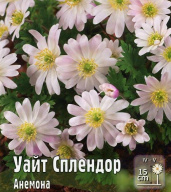 Анемона Уайт Сплендор