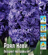 Гиацинт махровый Роял Нави