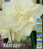 Нарцисс махровый  Калгари
