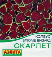 Колеус Блюм Визард Скарлет  "Аэлита"