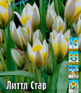 Тюльпан ботанический Литтл Стар