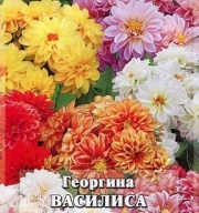 Георгина Василиса "Гавриш"