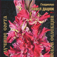Гладиолус Павел Дацюк