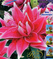 Лилия восточная махровая Roselily Талита