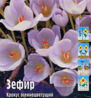 Крокус осеннецветущий Зефир