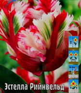 Тюльпан попугайный Эстелла Рийнвельд 
