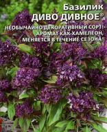 Базилик  Диво дивное "Уральский дачник"