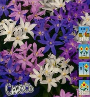 Хионодокса Смесь