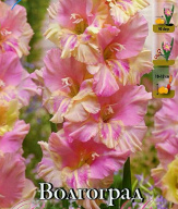 Гладиолус гофрированный Волгоград 