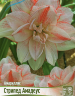 Амариллис махровый Стрипед  Амадеус 
