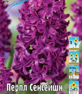 Гиацинт Перпл Сенсейшн